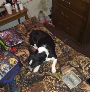 Meet your Posher, Albert